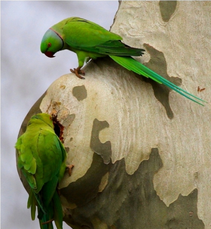 Rose-ringed Parakeet