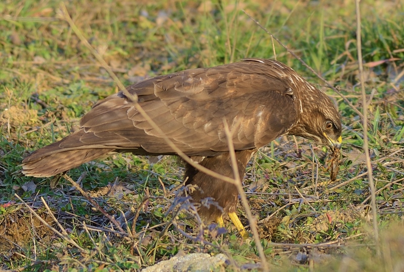 Common Buzzard