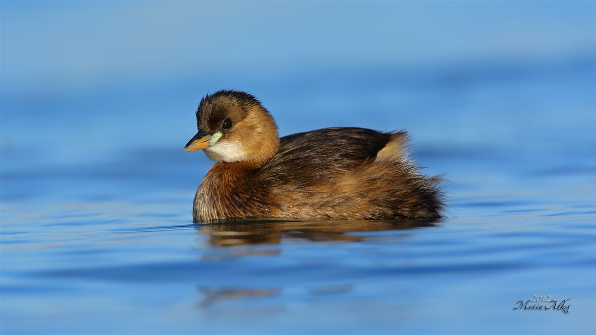Little Grebe