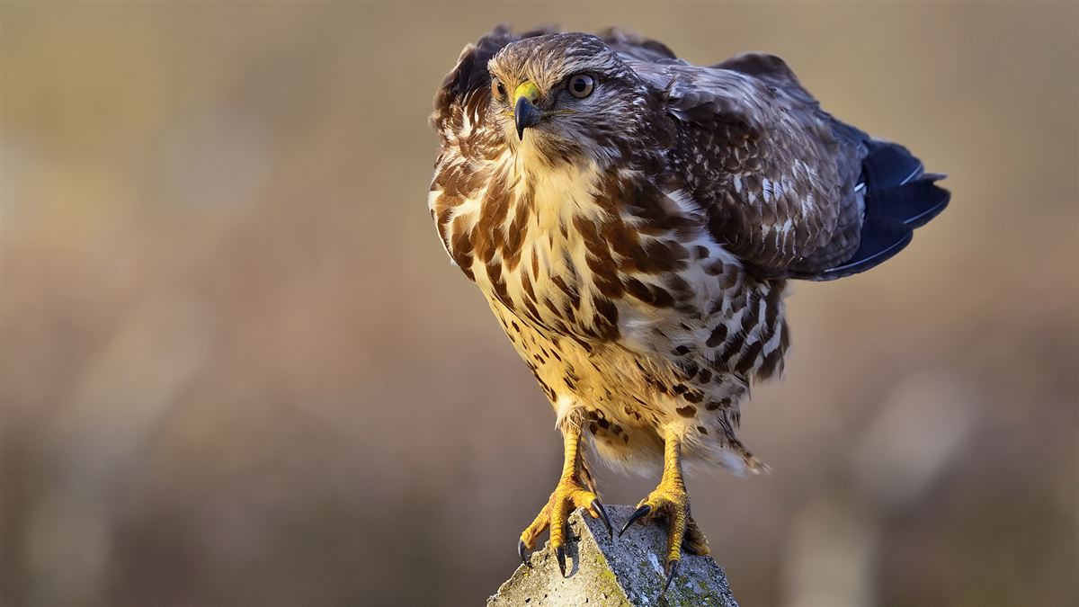 Common Buzzard