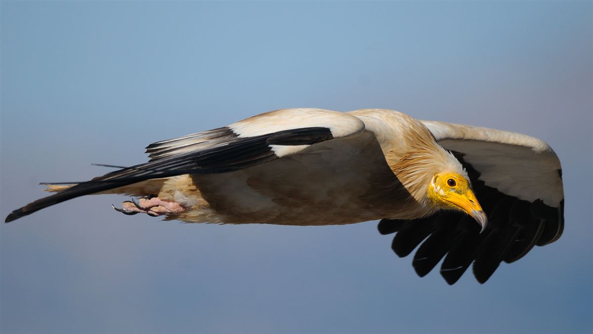 Egyptian Vulture