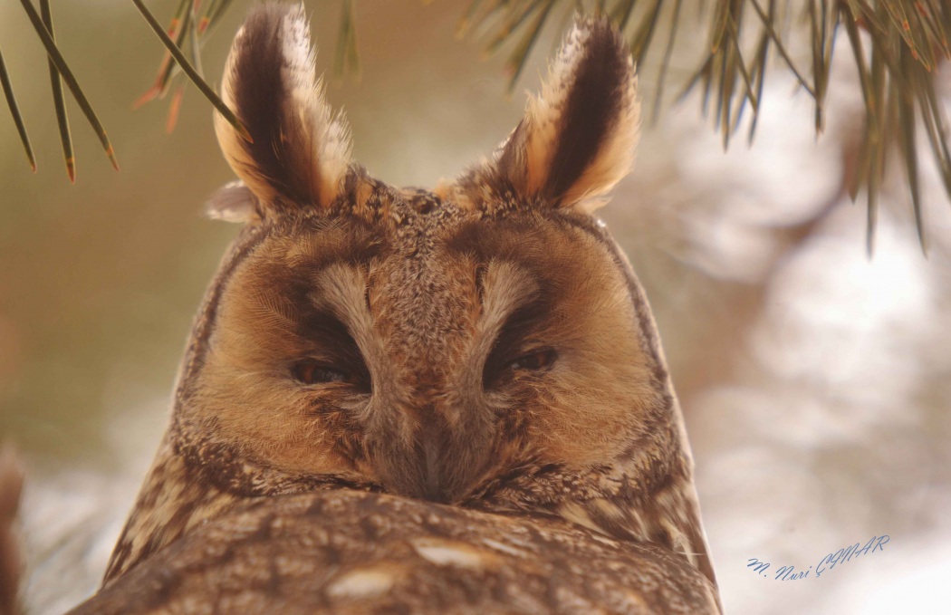 Long-eared Owl