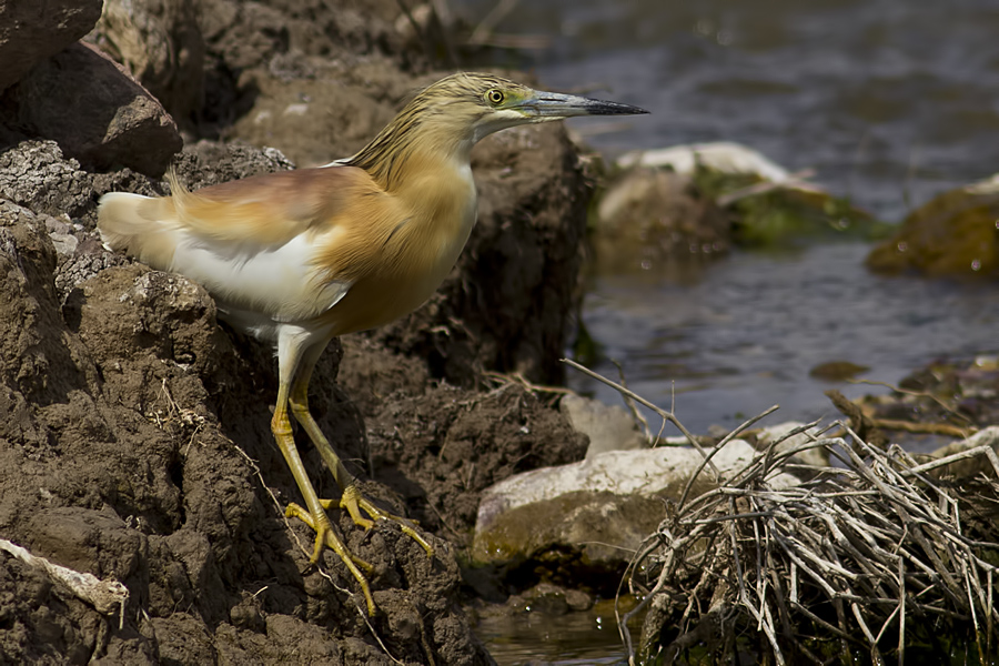 Squacco Heron