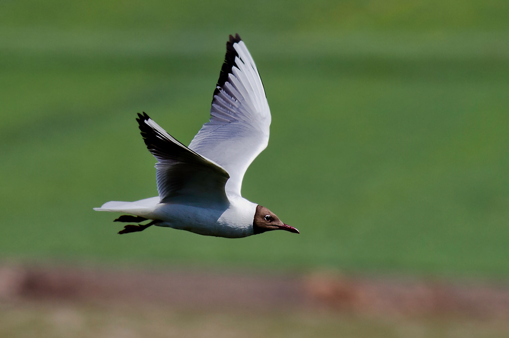 Black-headed Gull