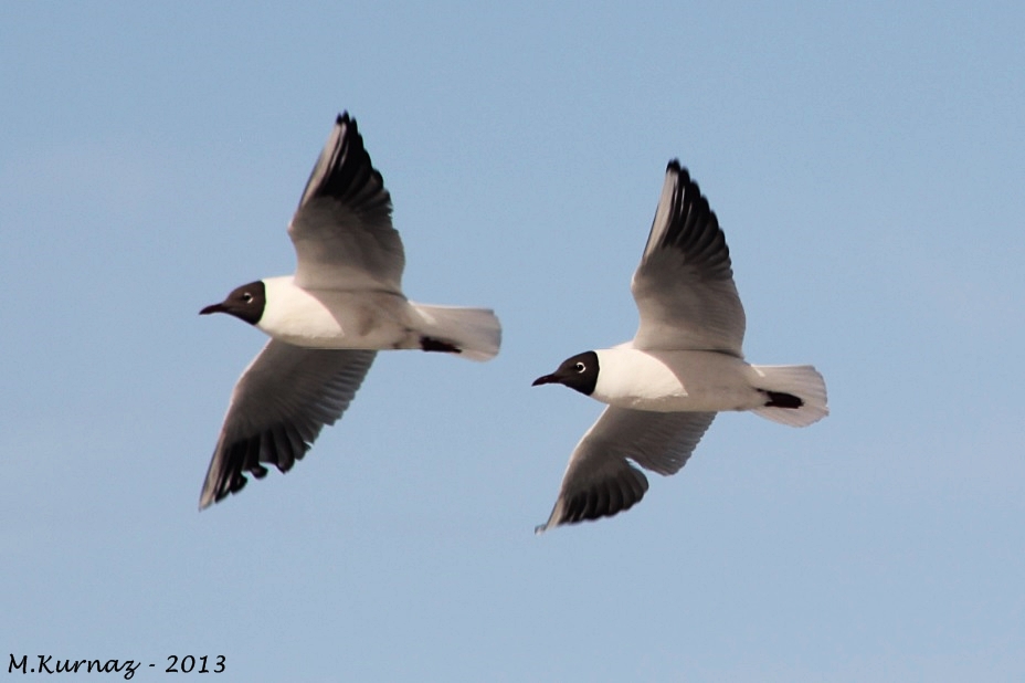Black-headed Gull