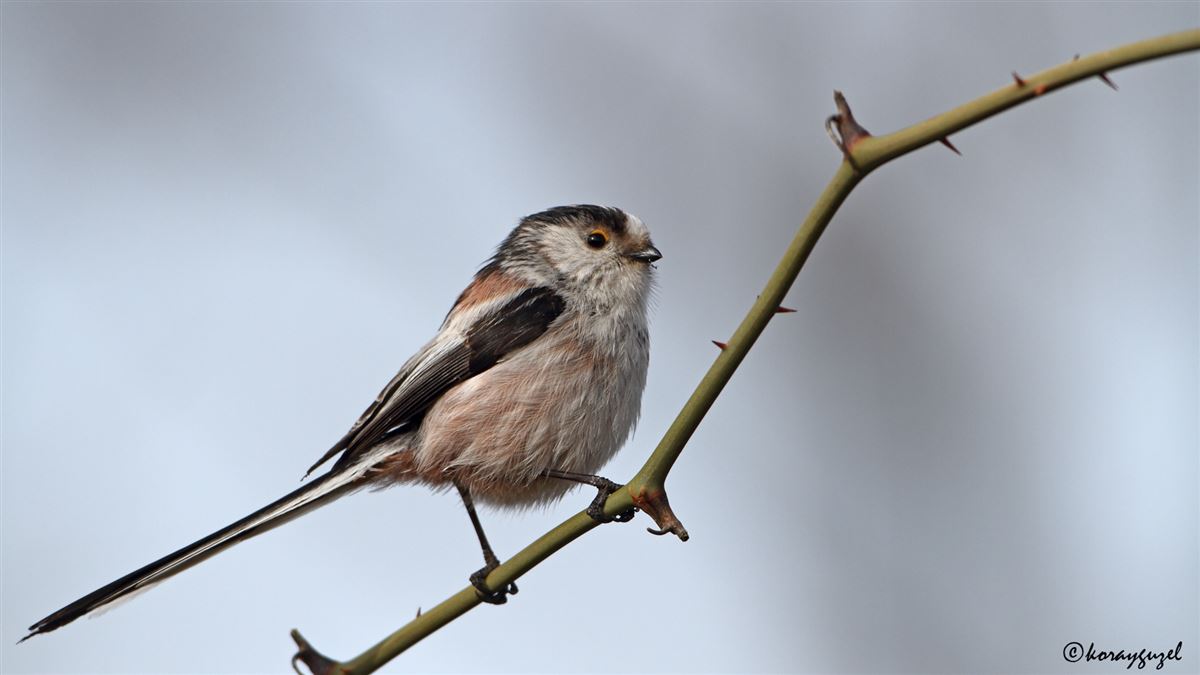 Long-tailed Tit