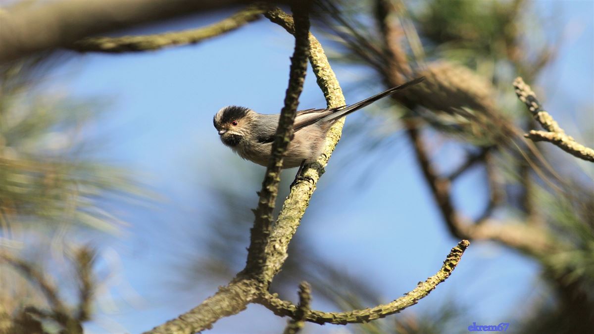 Long-tailed Tit