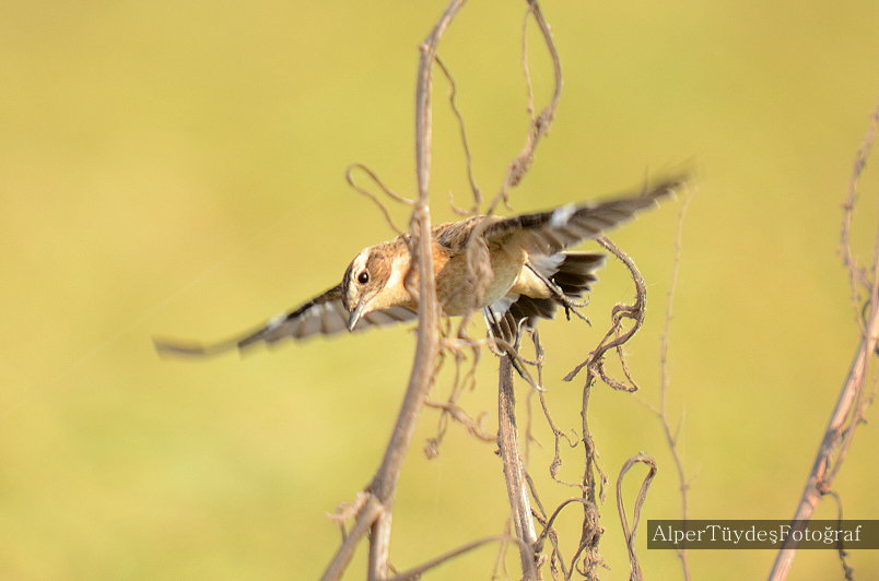 Whinchat