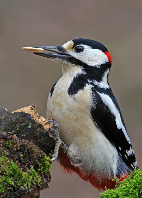 Great Spotted Woodpecker