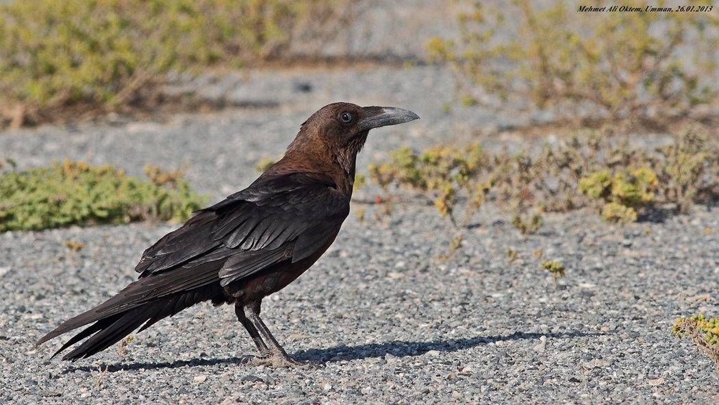Brown-necked Raven