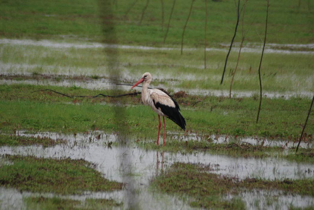 White Stork