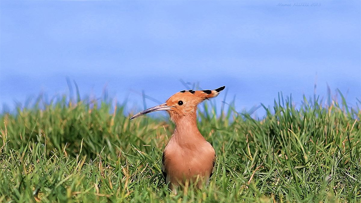 Common Hoopoe