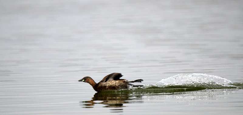 Little Grebe