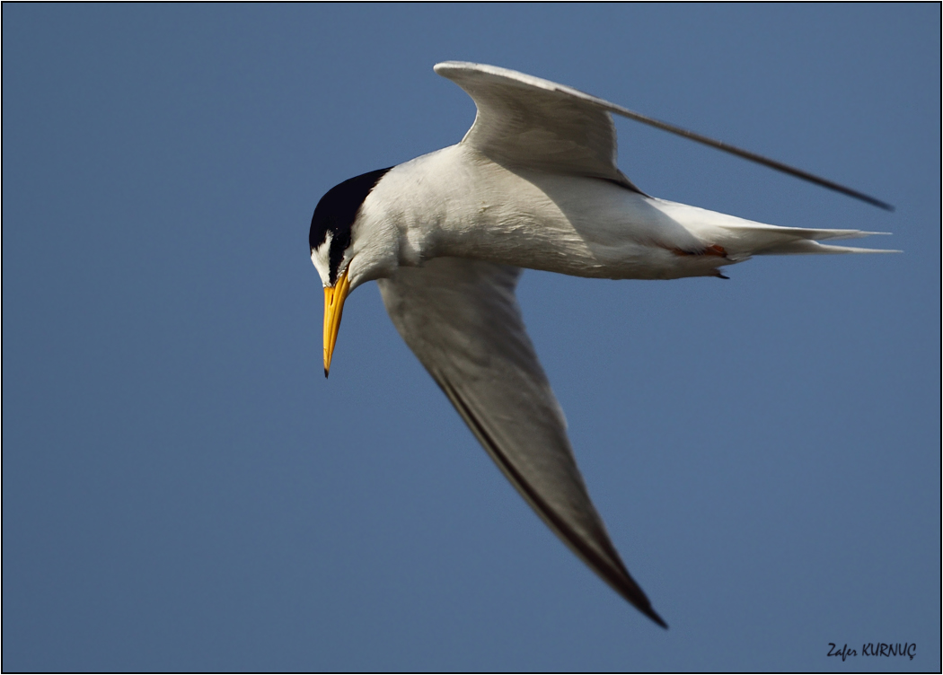 Little Tern