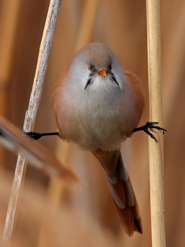 Bearded Reedling