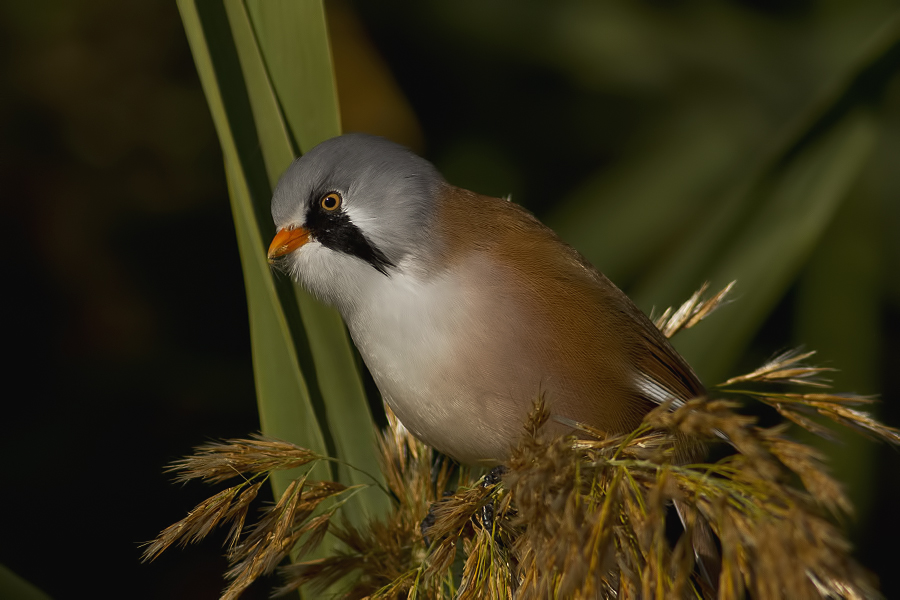 Bearded Reedling