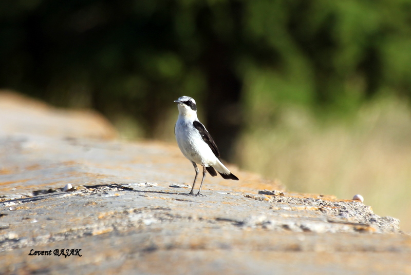 Northern Wheatear