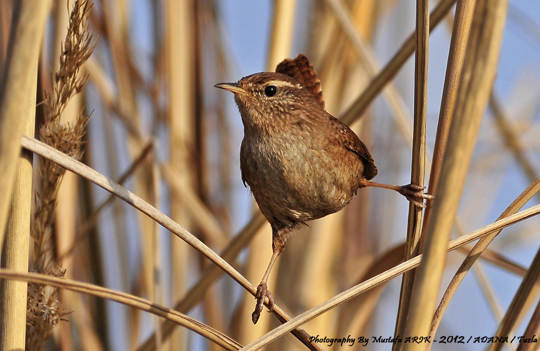 Eurasian Wren