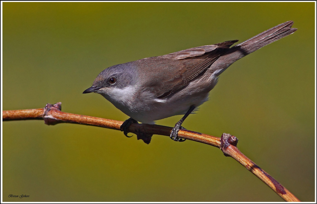 Lesser Whitethroat