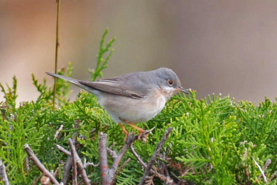 Subalpine Warbler