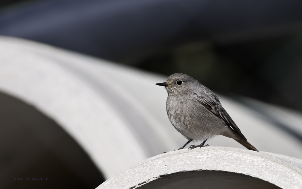 Black Redstart