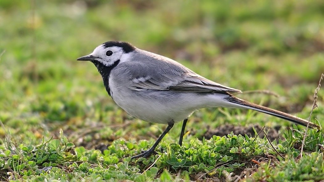White Wagtail