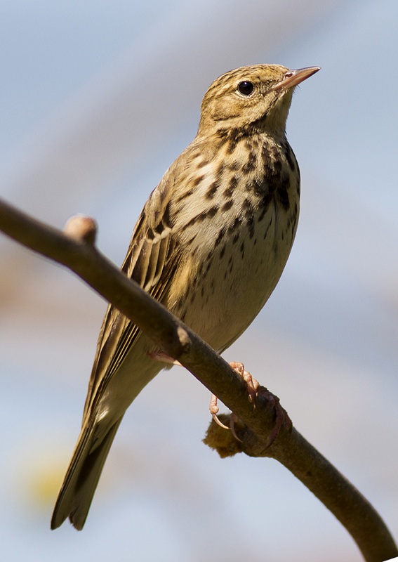 Tree Pipit