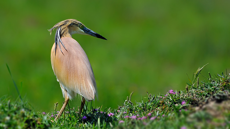 Squacco Heron