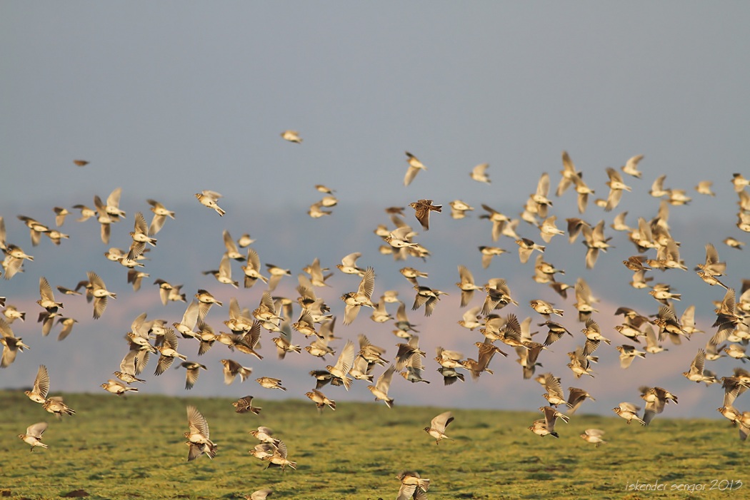 Eurasian Skylark