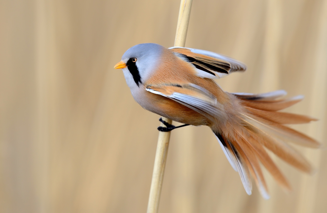 Bearded Reedling