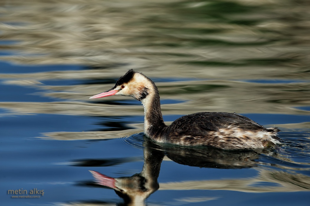 Great Crested Grebe