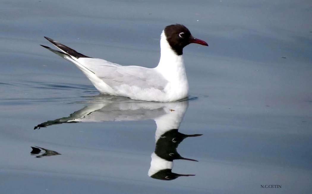 Black-headed Gull