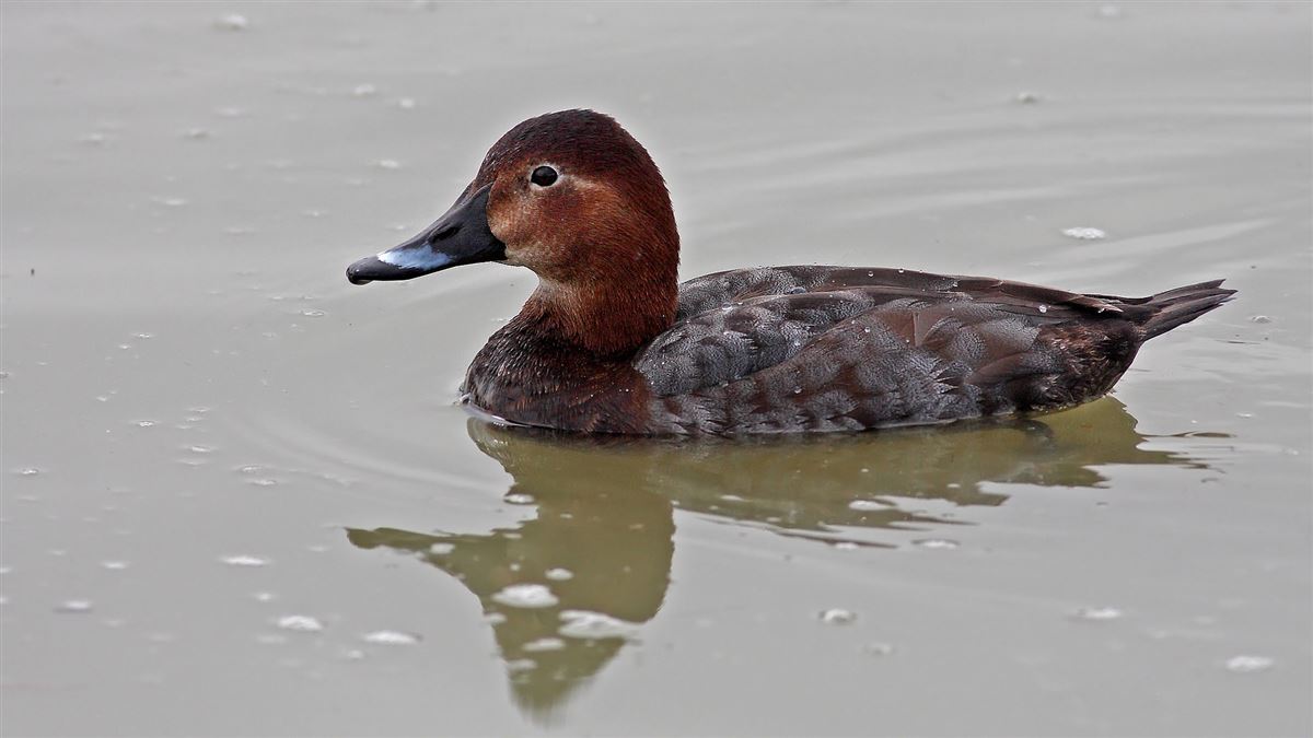 Common Pochard