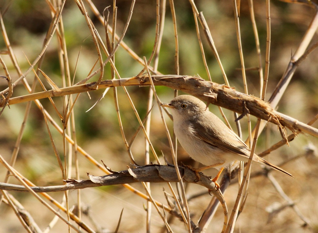 Asian Desert Warbler