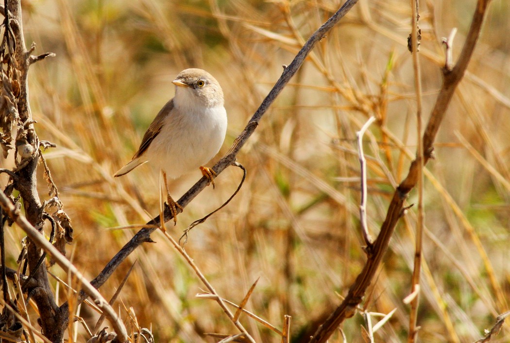 Asian Desert Warbler
