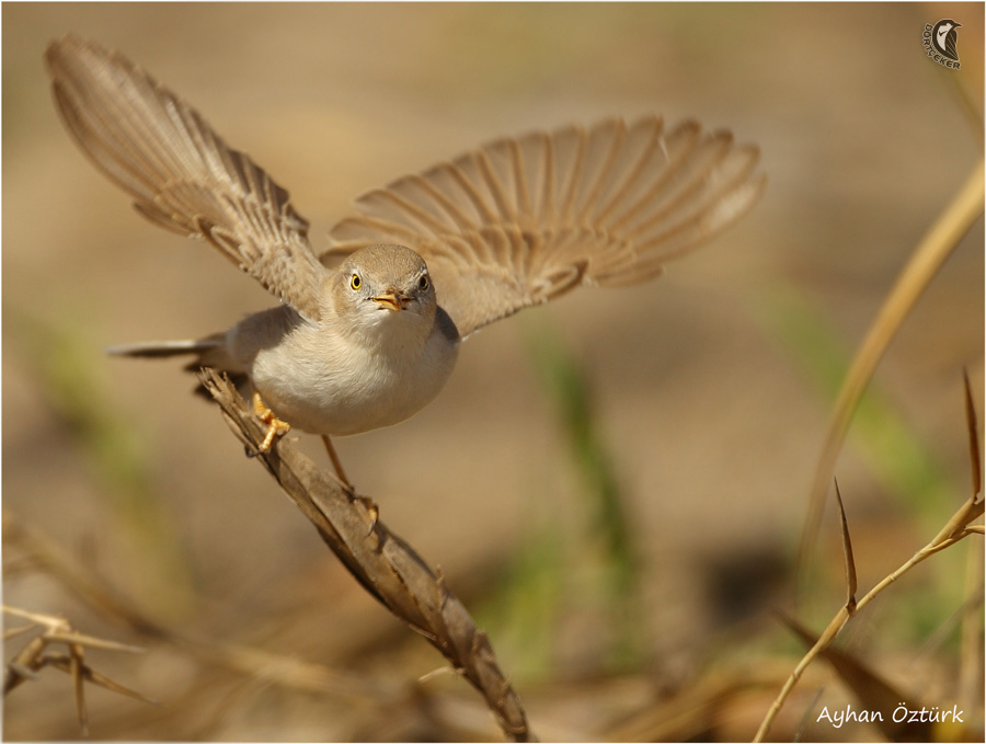 Asian Desert Warbler