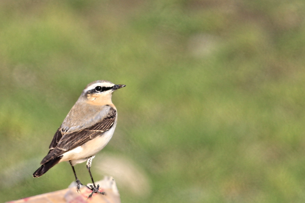 Northern Wheatear