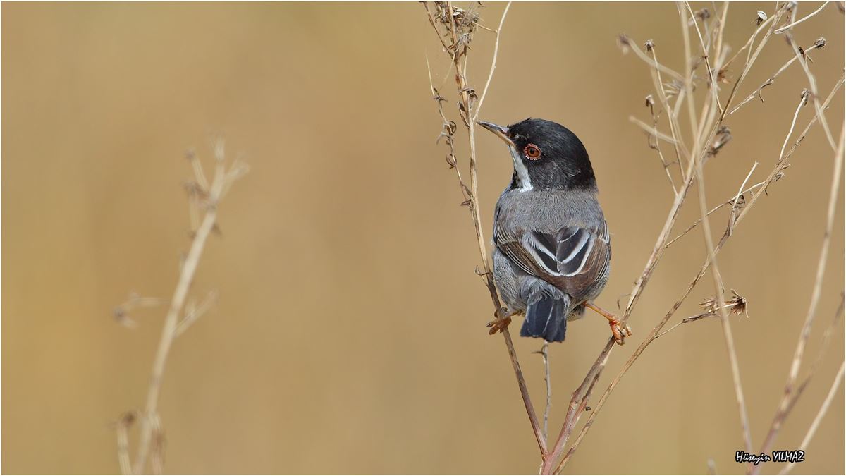 Cyprus Warbler