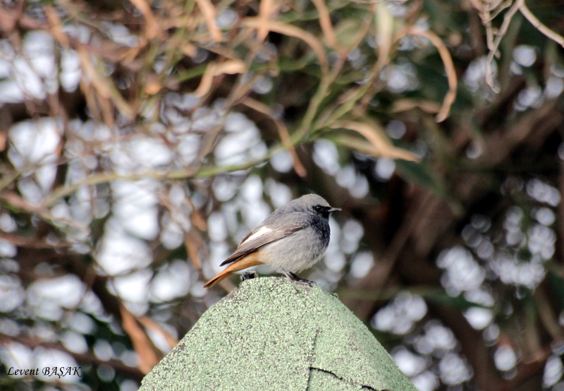 Black Redstart