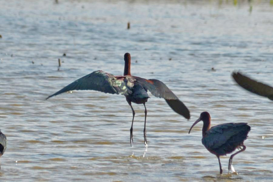 Glossy Ibis