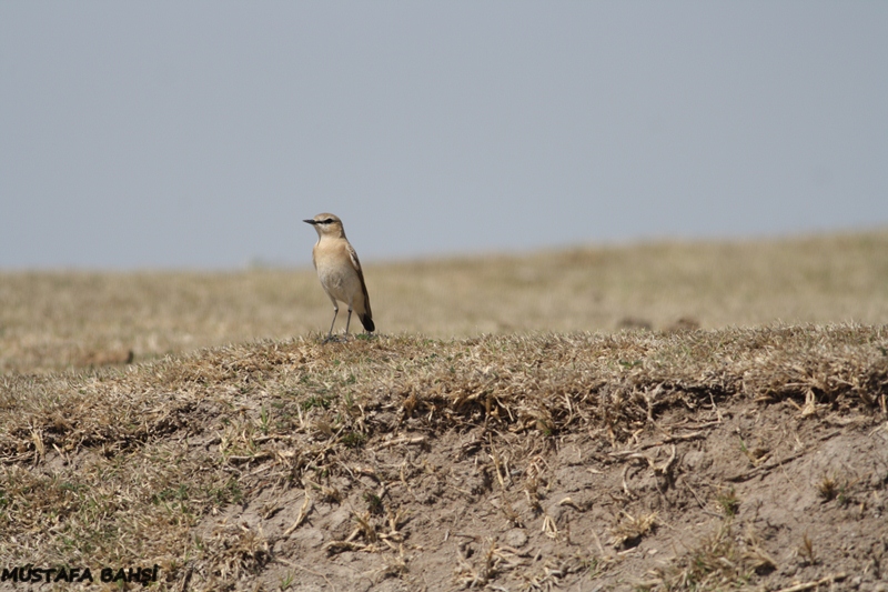 Isabelline Wheatear
