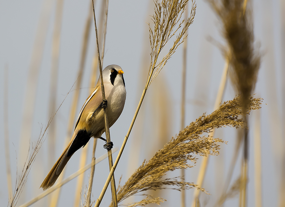Bearded Reedling
