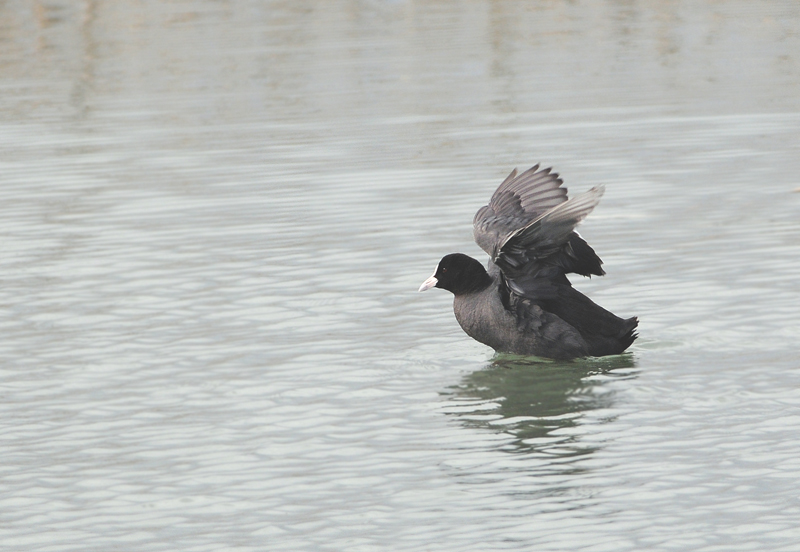 Eurasian Coot