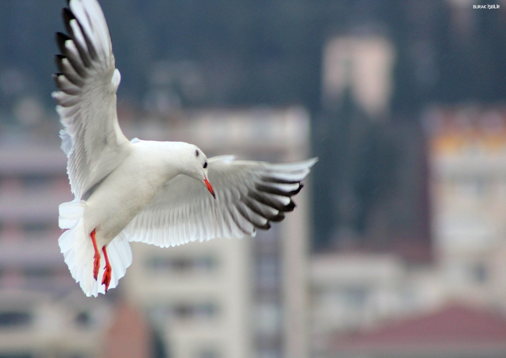 Black-headed Gull