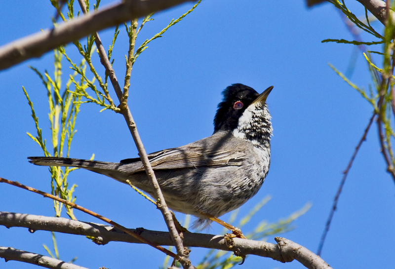 Cyprus Warbler