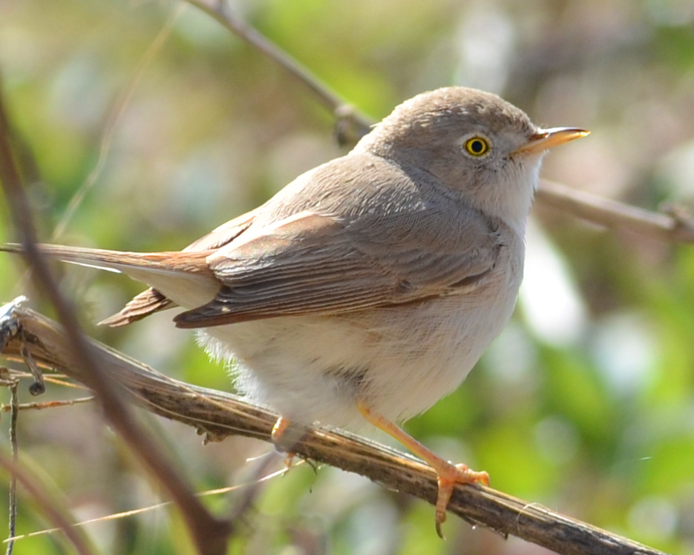 Asian Desert Warbler
