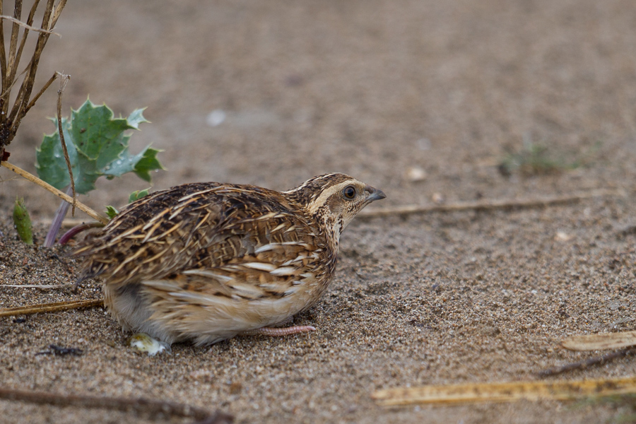 Common Quail
