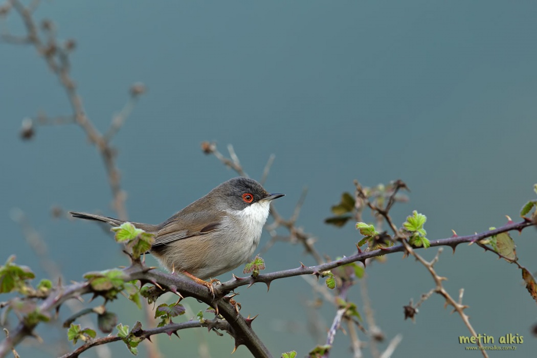 Sardinian Warbler