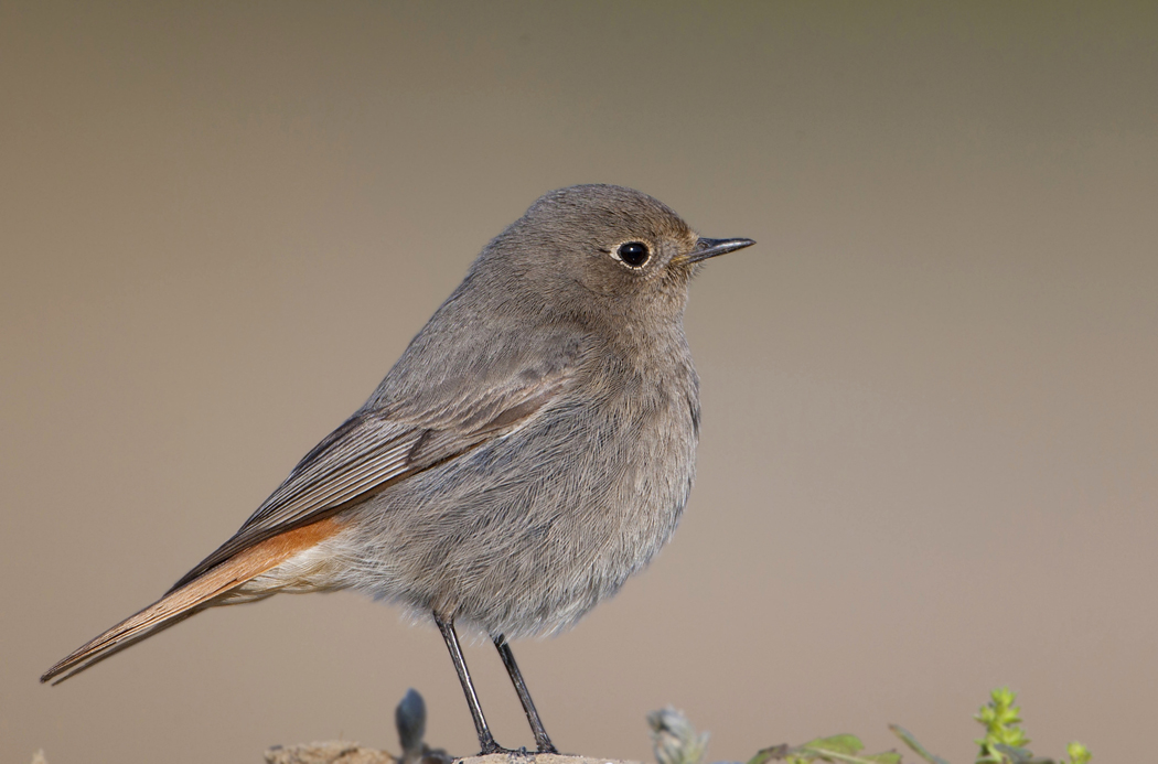 Black Redstart