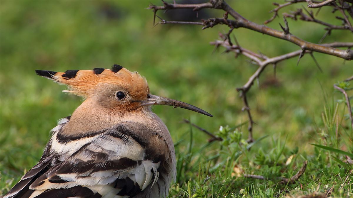 Common Hoopoe